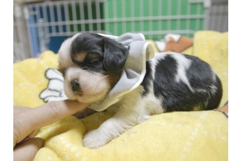 成約済の埼玉県のキャバリアキングチャールズスパニエル-52517の3枚目